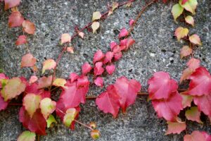 秋の抜け毛に悩む女性のための頭皮セルフ撮影方法は？