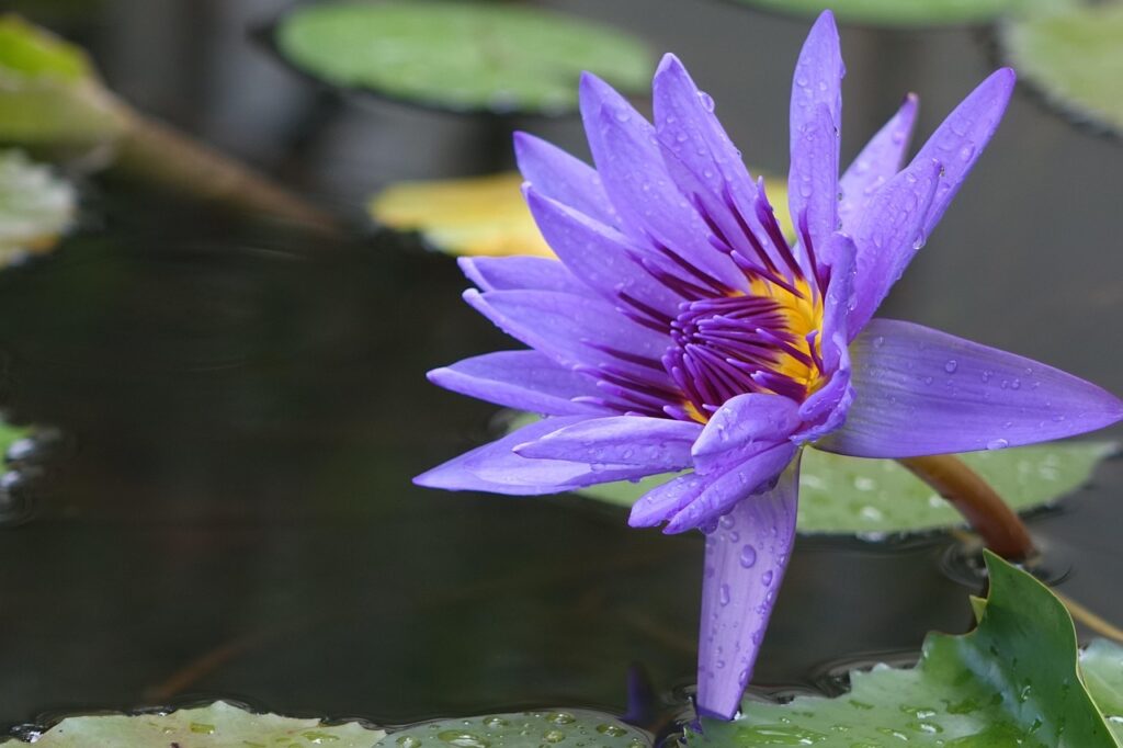 秋に女性が感じる抜け毛の原因と加齢による違いとは？