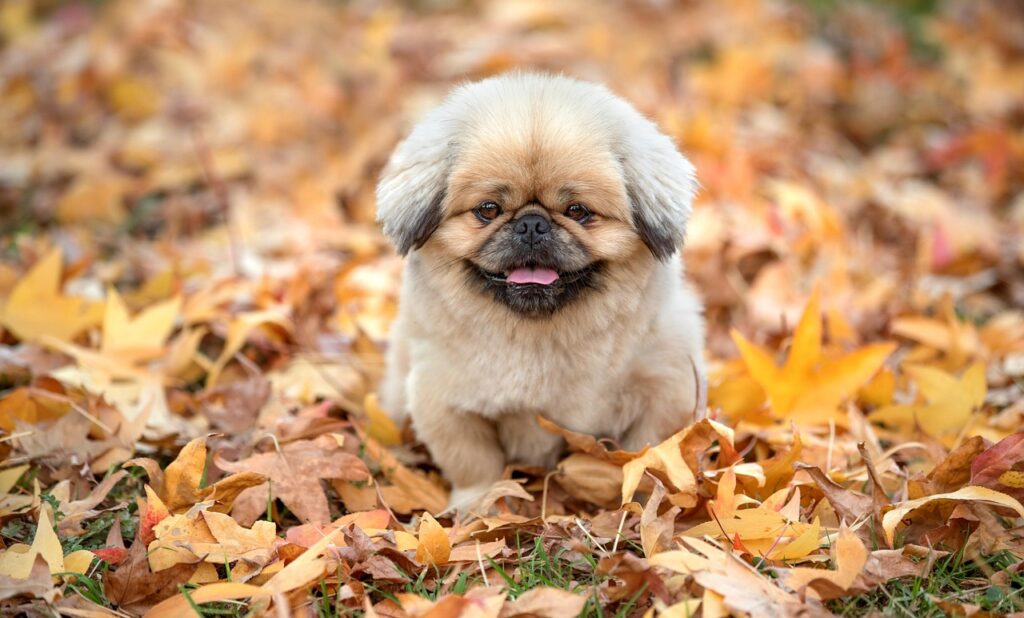 秋の抜け毛が気になる女性に知ってほしい白髪の原因とは？