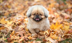 秋の抜け毛に悩む女性が知りたいミノキシジルの塗り方は？