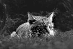 秋の抜け毛を防ぐための睡眠質改善策は？