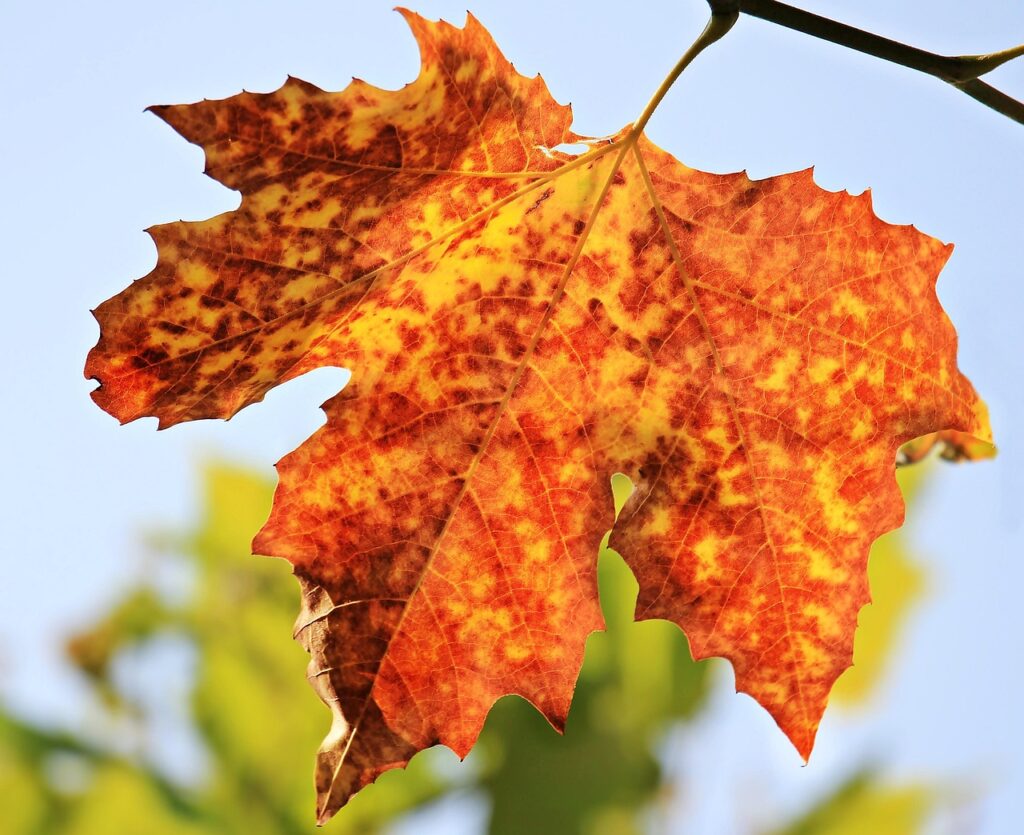 秋の抜け毛対策に効果的なトリートメントの使い方は？