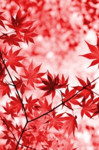 女性の秋の抜け毛はいつまで続く？