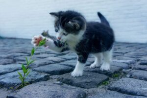 秋に増える女性の抜け毛はホルモンバランスが原因？
